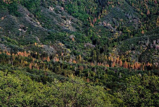 十年里，大火和干旱毁灭了加州三分之一的森林