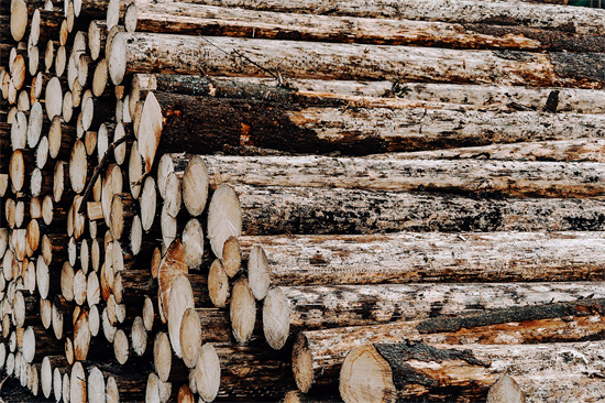刚果确认明年禁止出口原木，并不再延期