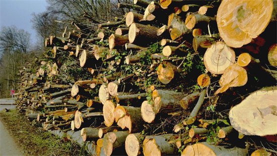 全球市场形势脆弱需求下降，引来木材价格大幅下跌