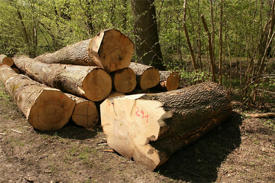 波黑延长木材出口禁令，部分生产商警告将停止生产