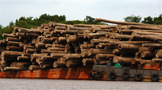 出口进行调整!印尼放缓对中国和美国木材出口