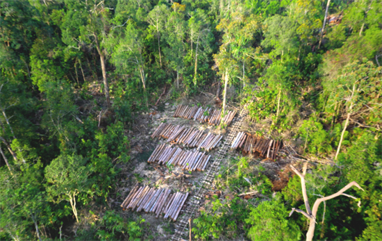 出口进行调整!印尼放缓对中国和美国木材出口