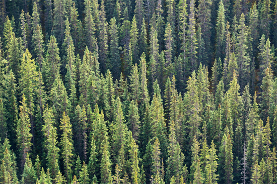 价值93亿的林业新规划宣布!大部分用于农民树木种植