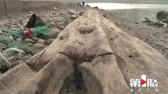 “东方神木”阴沉木惊现重庆嘉陵江