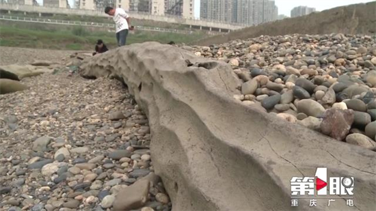 “东方神木”阴沉木惊现重庆嘉陵江