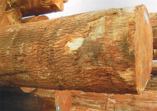 木材百科知识——粗状阿林山榄(Aningeria robusta )