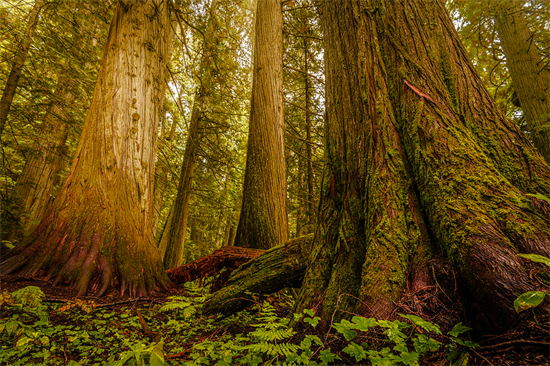 加拿大原始森林伐木量降至历史最低记录!