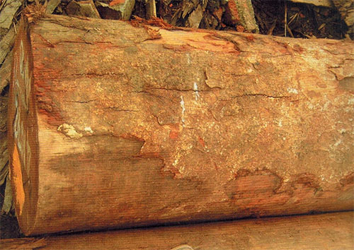 木材百科知识——阿摩楝(Amoora cucullata)
