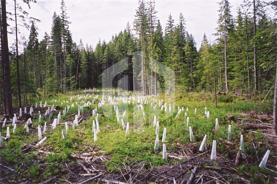 COP27报告：刚果森林砍伐成全球二氧化碳排放主要驱动因素