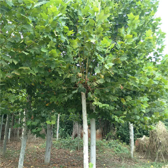 年收入增长近45万，“林下经济”或成农村发展新方向?