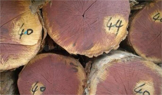 非洲三大木材正式被列入濒危名单