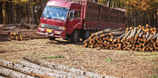 10月国内木材市场进口成今年最低