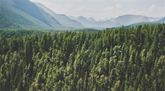 俄罗斯出口中国木材总体增长1.2%