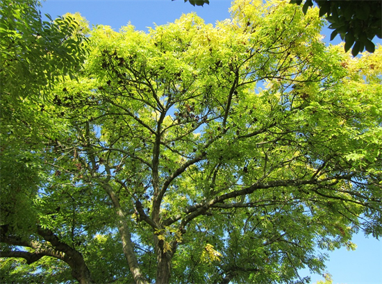 惋惜!一只虫子让加拿大失去了数十万棵白蜡树