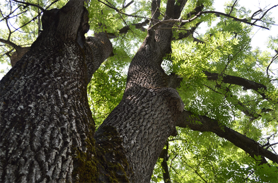 惋惜!一只虫子让加拿大失去了数十万棵白蜡树