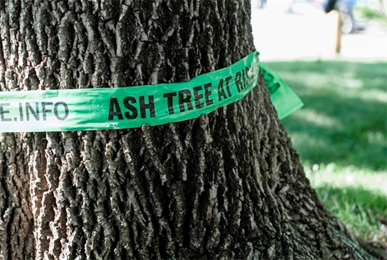 惋惜!一只虫子让加拿大失去了数十万棵白蜡树