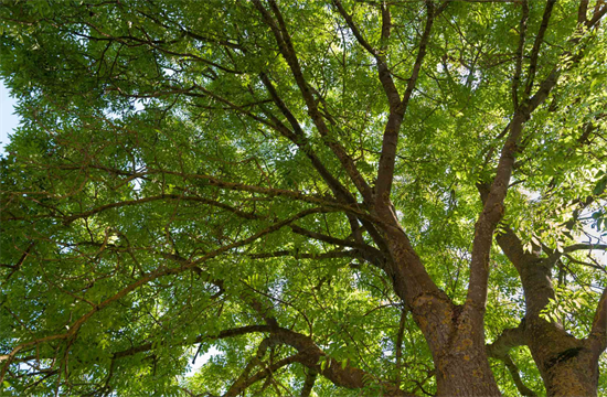 惋惜!一只虫子让加拿大失去了数十万棵白蜡树