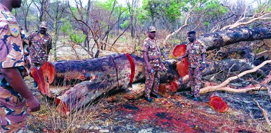 由于赞比亚对血檀管控，邻国的红木开始大量丢失