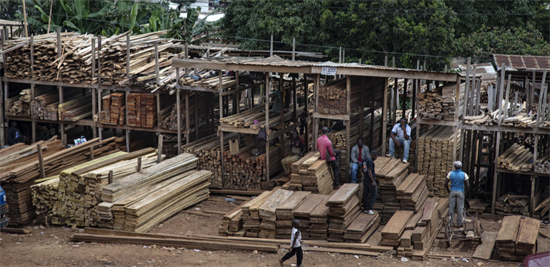 非洲原木价格再涨!喀麦隆计划再度收紧原木出口关税
