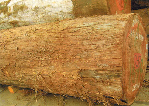 木材百科知识——白梧桐(Triplochiton scleroxylon.)