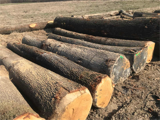 木材商们注意了!欧洲橡木进口量或将有所下调