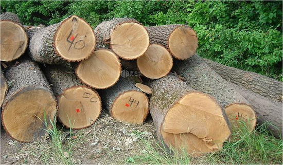 木材商们注意了!欧洲橡木进口量或将有所下调