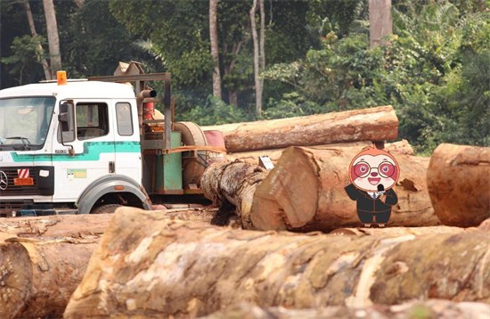 喀麦隆公布了2021年木材出口数据报告