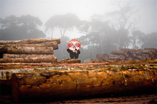 加蓬的高成本正促使木材加工“无利可图”