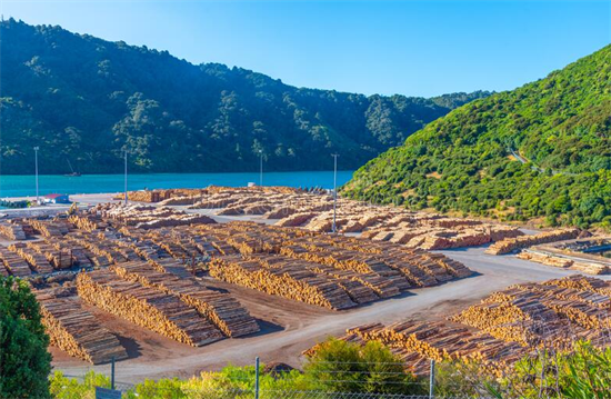 新西兰发布木材加工业转型计划 中国原木进口供应再度减少