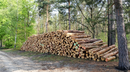 2023年木制品需求和价格将进一步放缓