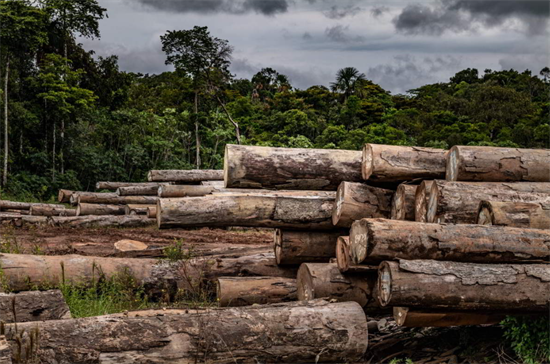 印尼政府上调木材基准出口价