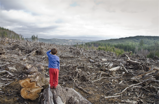 中国对红木的需求助长非洲非法采伐?