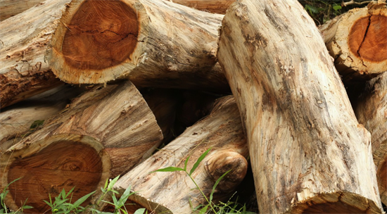 中国对红木的需求助长非洲非法采伐?