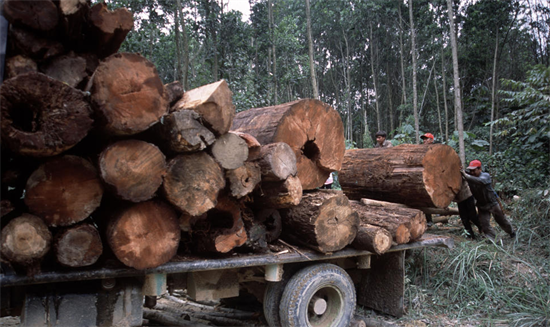中国对红木的需求助长非洲非法采伐?