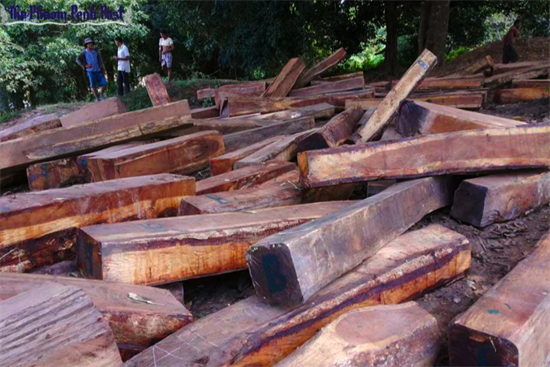 中国对红木的需求助长非洲非法采伐?