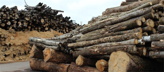 中国买家以1230万美元拍下62万立方米木材