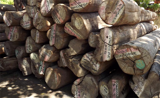 美国贸易商被指控无视法律进口缅甸柚木