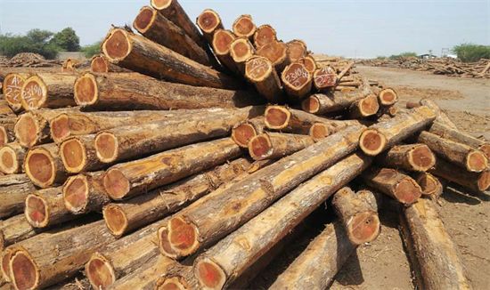 美国贸易商被指控无视法律进口缅甸柚木