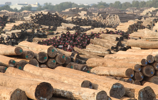 美国贸易商被指控无视法律进口缅甸柚木