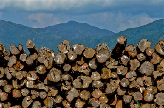 美国贸易商被指控无视法律进口缅甸柚木