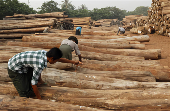 美国贸易商被指控无视法律进口缅甸柚木
