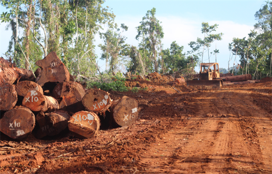 喀麦隆逮捕至少50名木材贩运者