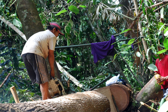 喀麦隆逮捕至少50名木材贩运者