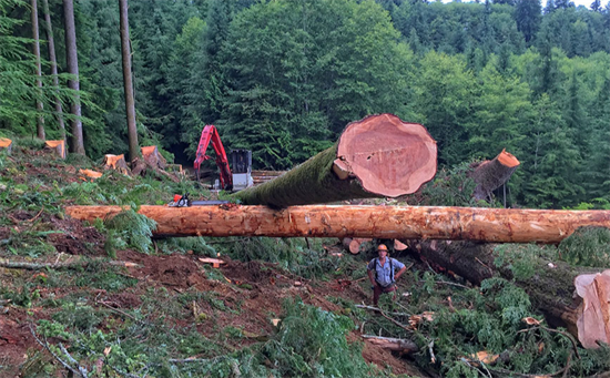 喀麦隆逮捕至少50名木材贩运者