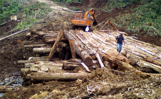 喀麦隆逮捕至少50名木材贩运者