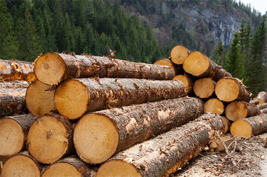 加拿大最大的可持续林业计划被指控“漂绿”