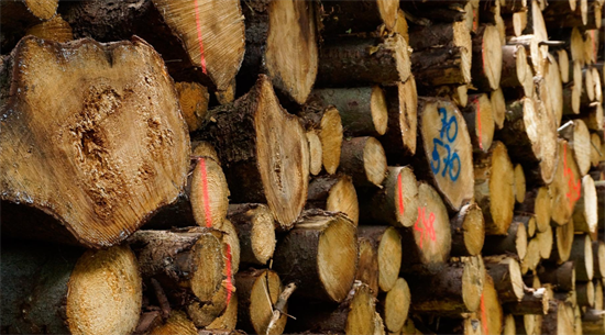 加拿大最大的可持续林业计划被指控“漂绿”