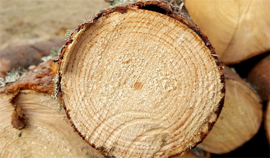 俄罗斯木材被标来自“中亚”，试图绕过欧盟制裁