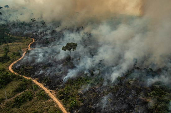 随着森林砍伐的临近，亚马逊最高的树处于危险之中