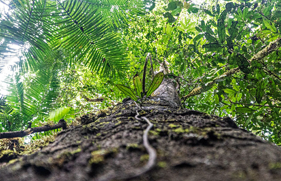 随着森林砍伐的临近，亚马逊最高的树处于危险之中